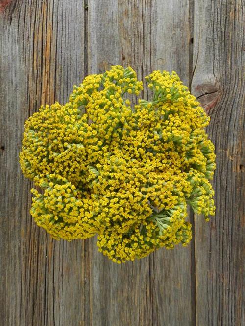 YELLOW YARROW